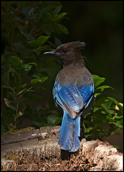 _0SB6400 stellers jay.jpg